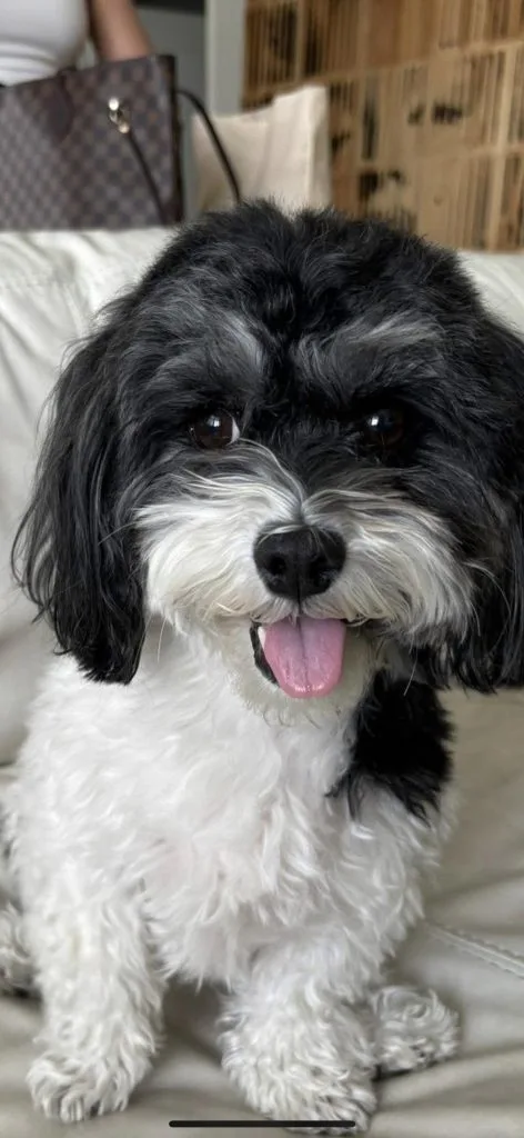 Harper, the creative support dog at McKinlay Rose Interiors